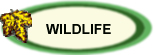 Links to Irish Wildlife