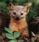 Pine Marten Ireland