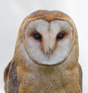 Photograph of a Barn Owl